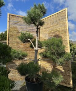 Alternative view of Pušis juodoji Nr.23 / Bonsai Pinus Nigra