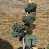 Kadagys žvynuotasis 'Meyeri' Nr.24 / Bonsai Juniperus squamata 'Meyeri' PARDUOTAS
