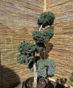 Kadagys žvynuotasis 'Meyeri' Nr.24 / Bonsai Juniperus squamata 'Meyeri' PARDUOTAS