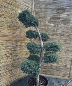 Alternative view of Kadagys žvynuotasis 'Meyeri' Nr.24 / Bonsai Juniperus squamata 'Meyeri' PARDUOTAS