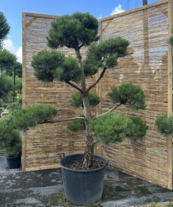 Pušis juodoji Nr.25 / Bonsai Pinus Nigra PARDUOTAS