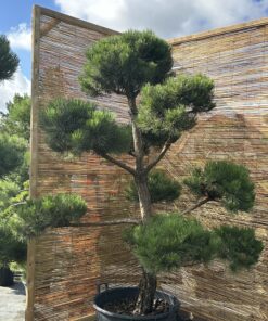 Alternative view of Pušis juodoji Nr.25 / Bonsai Pinus Nigra PARDUOTAS