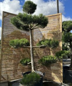 Pušis juodoji Nr.26 / Bonsai Pinus Nigra