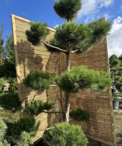 Alternative view of Pušis juodoji Nr.26 / Bonsai Pinus Nigra