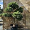 Pušis paprastoji 'Watereri' Nr.27 / Bonsai Pinus Sylvestri 'Watereri'