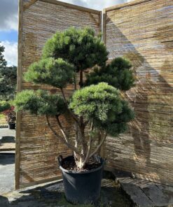 Pušis paprastoji 'Watereri' Nr.27 / Bonsai Pinus Sylvestri 'Watereri'