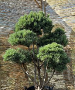 Alternative view of Pušis paprastoji 'Watereri' Nr.27 / Bonsai Pinus Sylvestri 'Watereri'