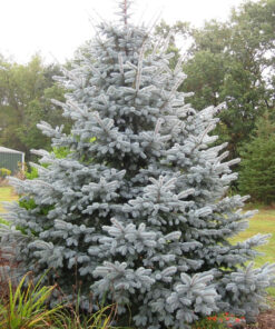 Alternative view of Dygioji eglė 'Edith' (sidabrinė eglė) / Picea pungens ‘Edith’