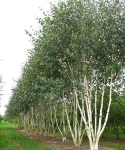 Berzas Doorbos